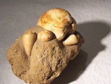 Muscheln_Stein_2.jpg